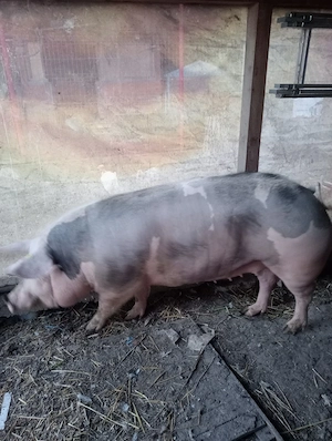 porc de carne