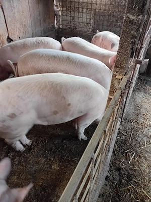 porci de vânzare  - imagine 3