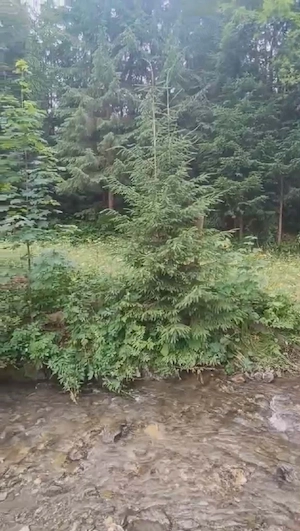 Teren intravilan ,extravilan Pojorâta-Bucovina 
