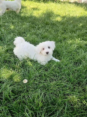Pui bichon maltez  - imagine 3