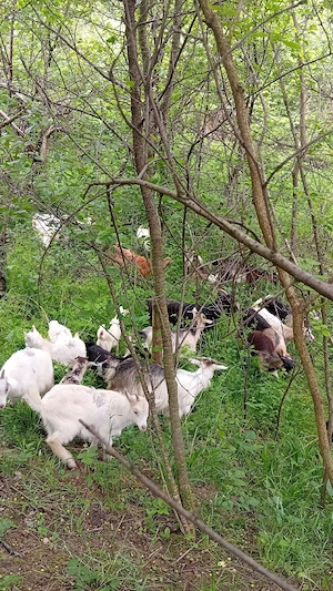 Capre tinere de vînzare cu lapte și iezii lîngă ele  - imagine 4