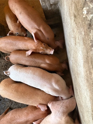 Purcei Duroc