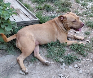DONAȚIE metis Amstaff