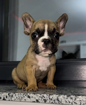 Bulldog francez buldog 