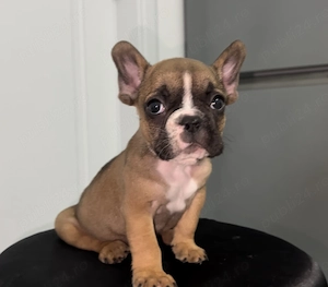 Bulldog francez buldog 
