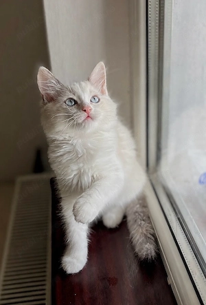 Puiuți Ragdoll