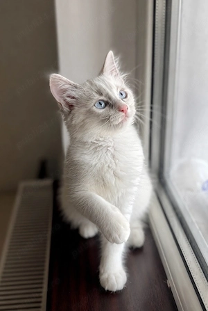 Disponibili puiuți Ragdoll 