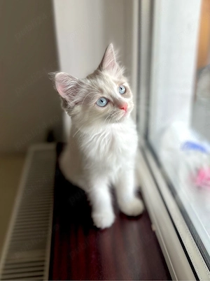 Disponibili puiuți Ragdoll  - imagine 5