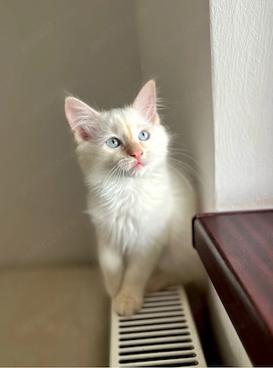 Disponibili puiuți Ragdoll  - imagine 4