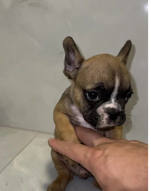 Bulldog francez buldog 