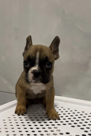 Buldog   Bulldog francez  - imagine 2
