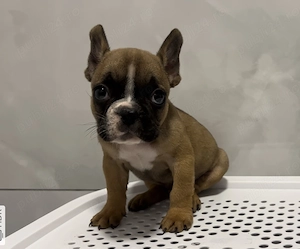 Buldog   Bulldog francez  - imagine 3