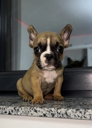 Bulldog francez cățeluș buldog - imagine 2