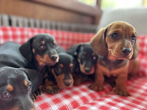 Căței Teckel Dachshund de vânzare  - imagine 3