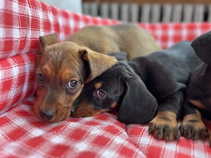 Căței Teckel Dachshund de vânzare  - imagine 2