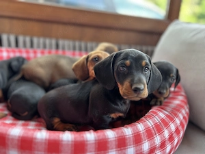 Căței Teckel Dachshund de vânzare  - imagine 4