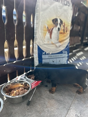 Căței Teckel Dachshund de vânzare  - imagine 5