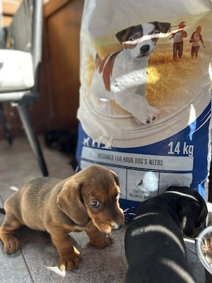 Cățeluși Teckel Dachshund de vânzare  - imagine 2