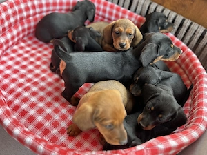 Cățeluși Teckel Dachshund de vânzare  - imagine 4