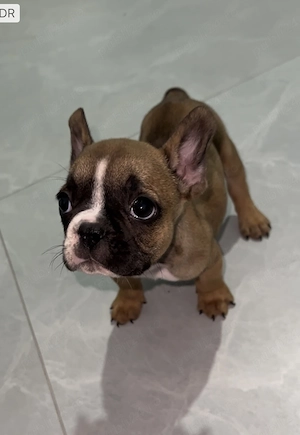 Bulldog francez - buldog băiețel  - imagine 2