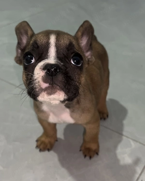 Bulldog francez - buldog băiețel 