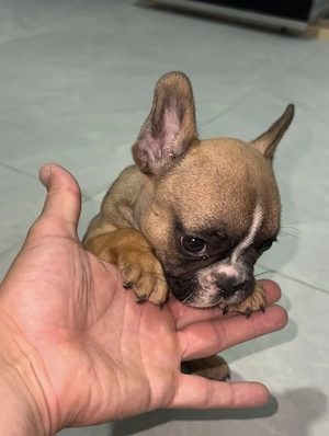 Bulldog francez buldog