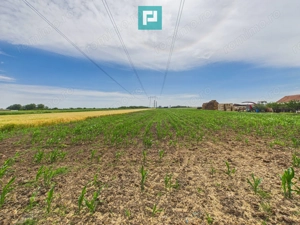 Teren extravilan 5000 mp, Arad - imagine 12