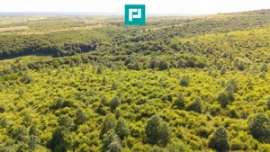 TEREN AGRICOL EXTRAVILAN  22.900 MP LIPOVA - imagine 14