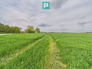 Teren extravilan 19.900 mp – Giroc centură - imagine 3