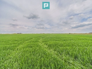 Teren extravilan 19.900 mp – Giroc centură - imagine 2