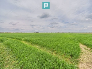 Teren extravilan 19.900 mp – Giroc centură - imagine 4