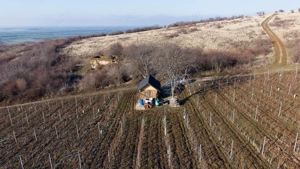 Vita-de-vie Premium  teren de 6800 mp în Covăsinț - imagine 9