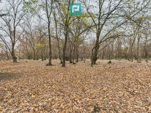 Teren pe malul Mureșului- oportunități multiple - imagine 11