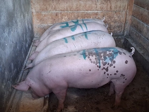 vând porci de calitate 90-120 kg(masculi castraţi)