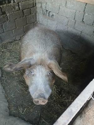 vand porc 
