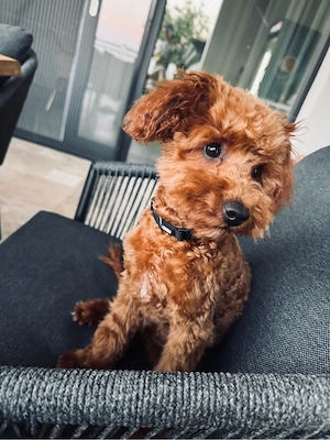 Suntem doi puiuti de poodle care isi cauta o familie!! - imagine 3