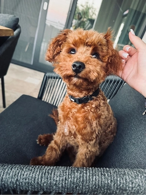 Suntem doi puiuti de poodle care isi cauta o familie!! - imagine 2