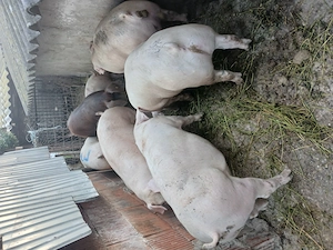 Porci 120 130kg la 12 leikg