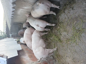 Porci 120 130kg la 12 leikg - imagine 3