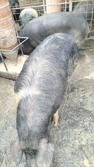 Porci de vanzare - imagine 5