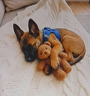 Vand puiut ciobanesc belgian malinois baietel