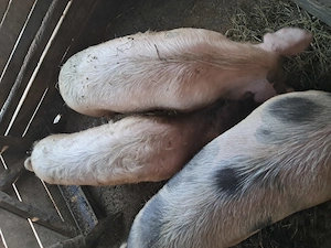 Vand porci 15 lei kg
