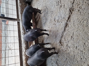4 Purcei Bazna ramasi de vanzare - imagine 3