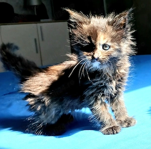 Fetita Maine Coon! - imagine 2