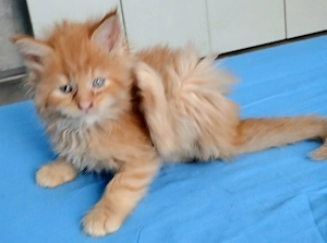 Fetita Maine Coon!