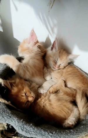 Fetita Maine Coon! - imagine 3