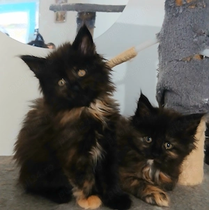 Fetita Maine Coon! - imagine 4