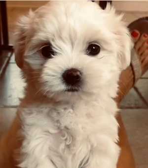 Vand bichon mini toy 6 saptamani baietel