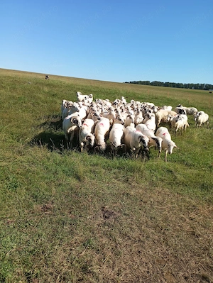 Caută un nou stăpân.