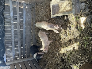 Disponibili 3 purcei spre vânzare  - imagine 2
